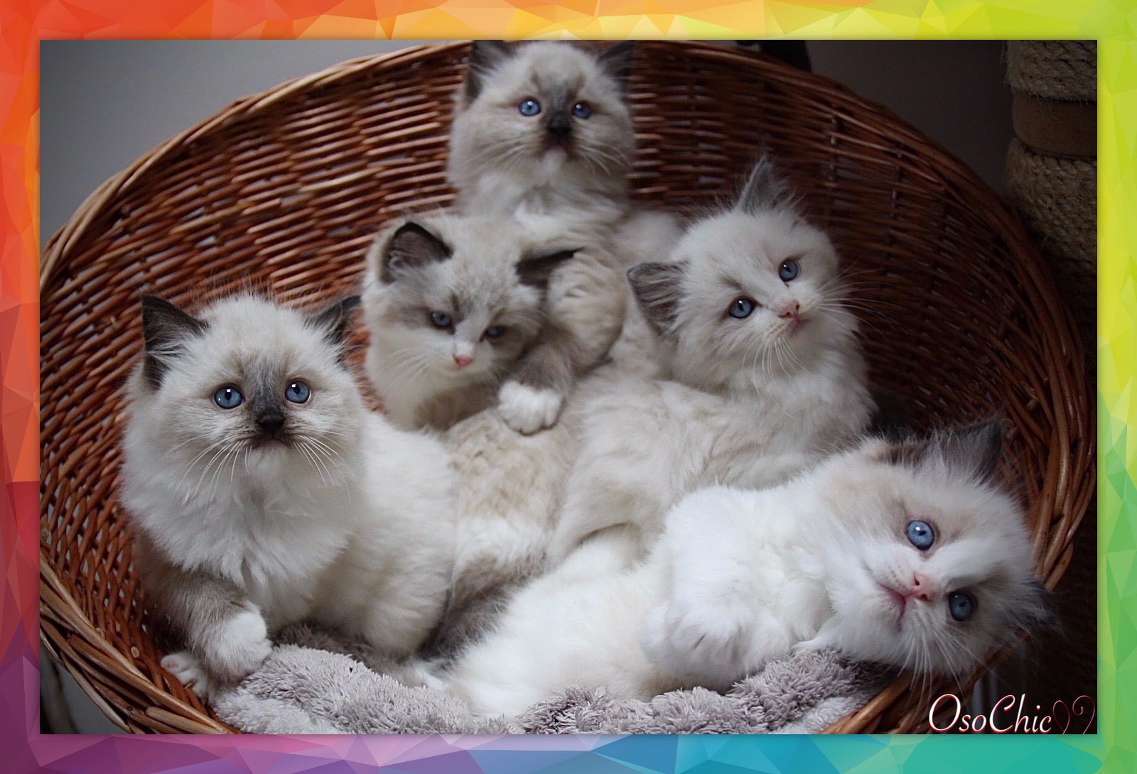 Ragdoll Cat Breed OSOCHIC RAGDOLLS Characteristics
